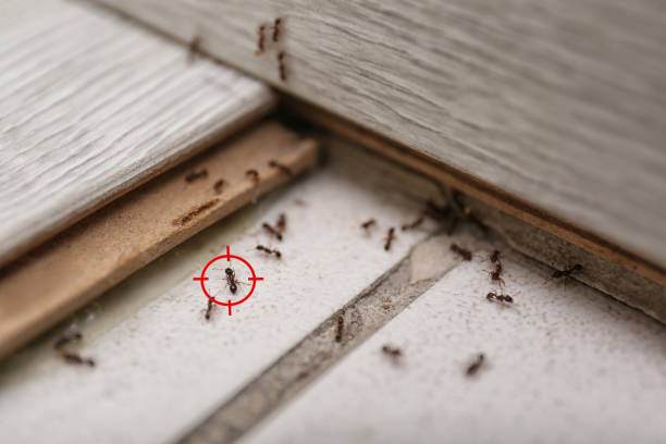 Wildlife Control Services in Minooka, IL